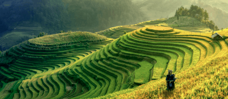 Sapa