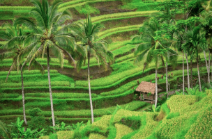 Ubud